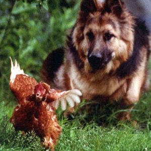 No chicken was harmed. Chicken blog coming soon